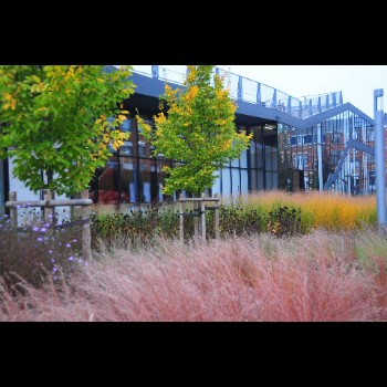 BIBLIOTHEEKTUIN - DENDERMONDE herfstbeeld (8)